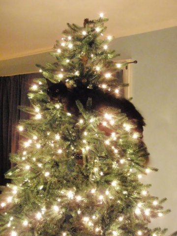 21 Times Animals Behaved Like a Grinch When They Saw a Christmas Tree ...