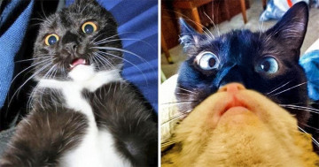 20+ Cats That Took the Selfie Game to a Whole New Level - Magicorama