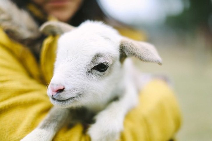 21 Baby Animals That Can Save Your Gloomy Day - Magicorama