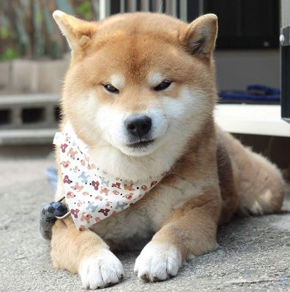 16 Reasons Why Shiba Inu Dogs Might Conquer the World - Magicorama